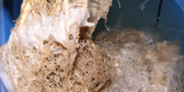 how to stop root rot in weed plants