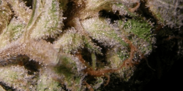 strawberry cough weed smell and fragrance