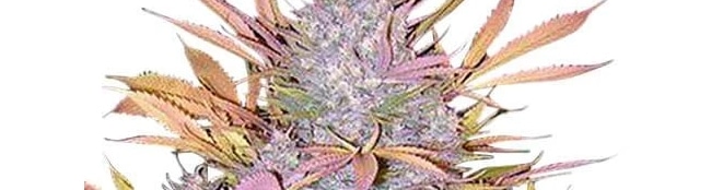 Strawberry Cough Strain