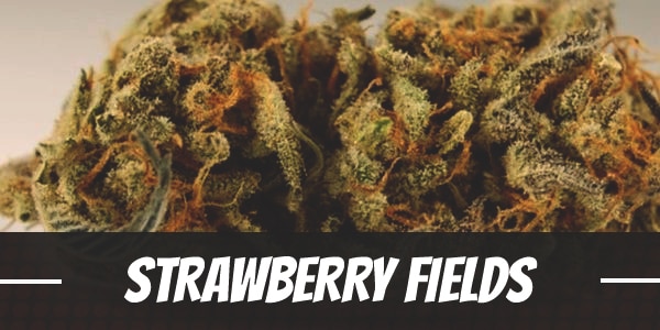 Strawberry Fields