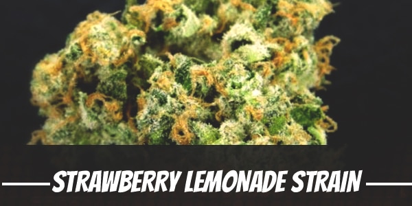 Strawberry Lemonade Strain