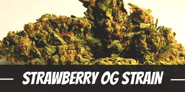 Strawberry OG Strain