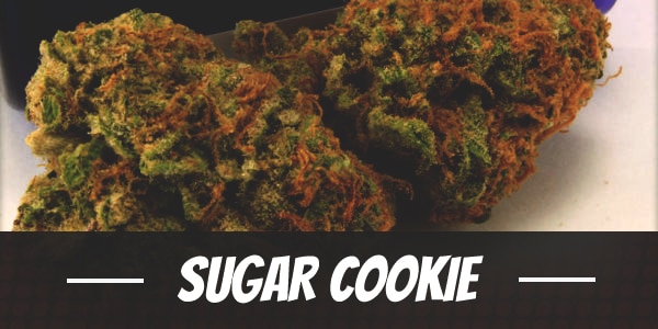 Sugar Cookie cannabis strain