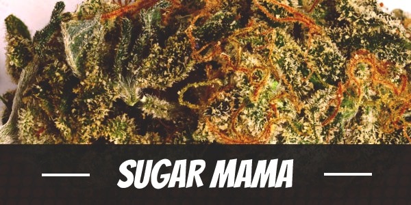 Sugar Mama