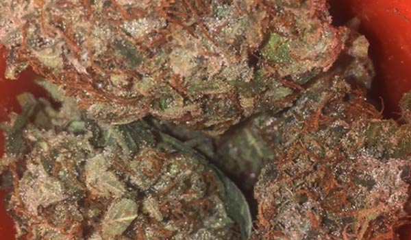 Sumo Grande Strain Medical