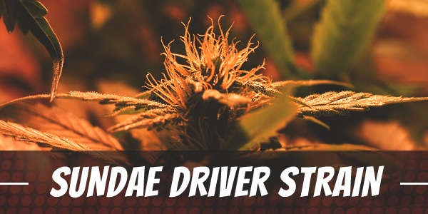 Sundae Driver Strain