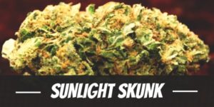 Sunlight Skunk