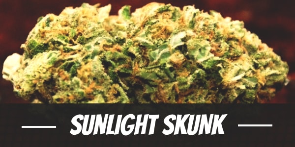 Sunlight Skunk