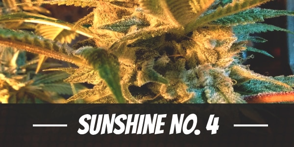 Sunshine No. 4