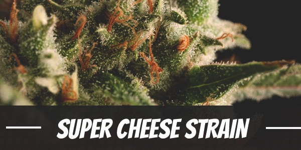 Super Cheese Strain