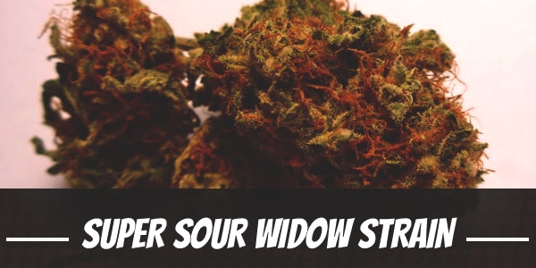 Super Sour Widow Strain