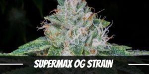 Supermax OG Strain
