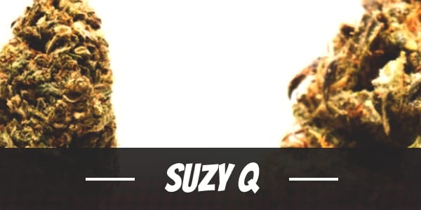 Suzy Q