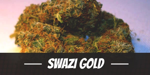 Swazi Gold