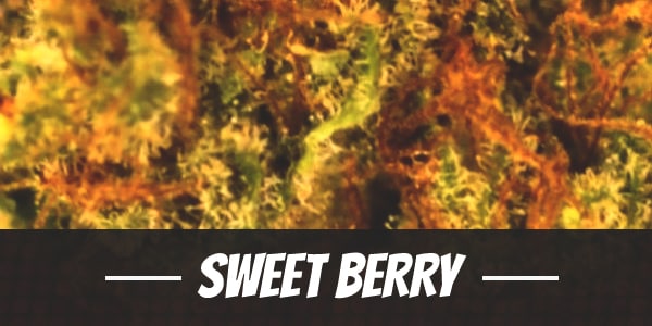 Sweet Berry