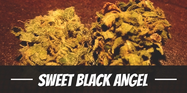 Sweet Black Angel