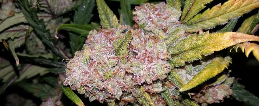 Sweet Cheese Cannabis Strain