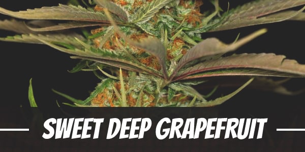 Sweet Deep Grapefruit