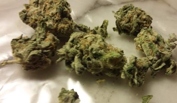 Sweet Jane Weed Strain Review And Information