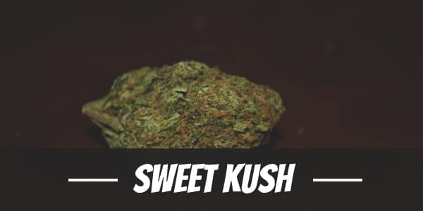 Sweet Kush