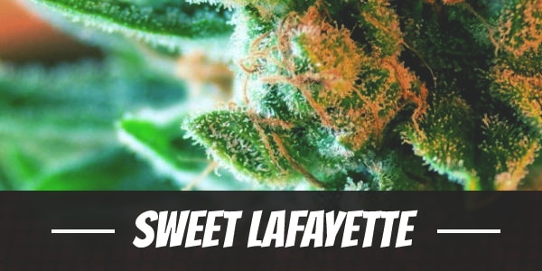 Sweet Lafayette