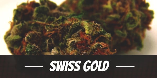 Swiss Gold