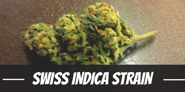 Swiss Indica Strain