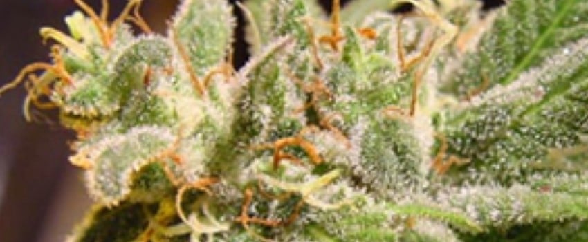 Swiss Sativa Medical