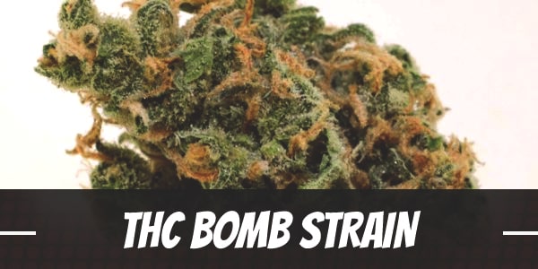 THC Bomb Strain