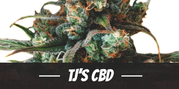 TJ’s CBD Strain