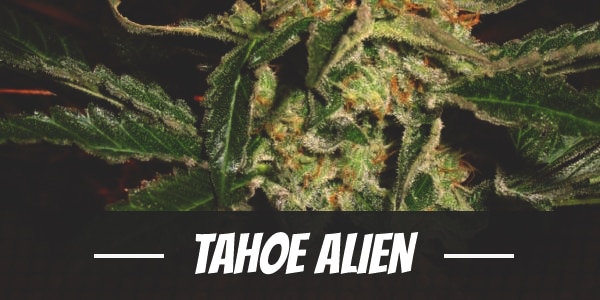 Tahoe Alien