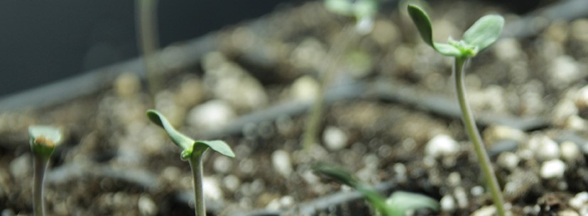 Tahoe Kush Growing