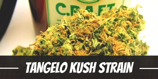 Tangelo Kush Strain