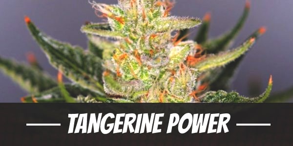 Tangerine Power