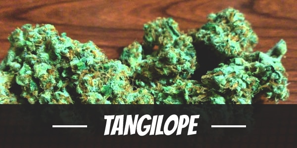 Tangilope weed strain review