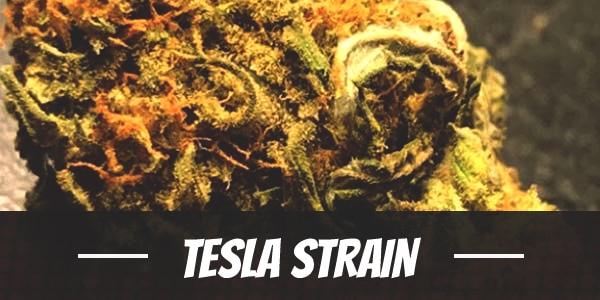 Tesla Strain