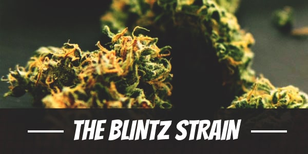 The Blintz Strain