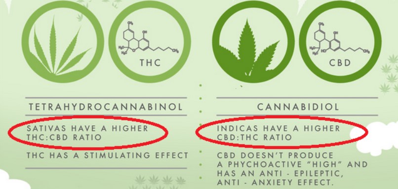 The Difference between THC and CBD