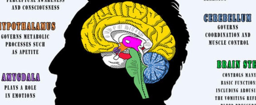 The Endocannabinoid System and Brain Cells