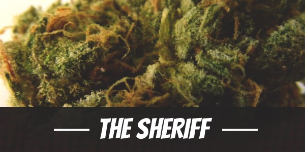 The Sheriff Strain