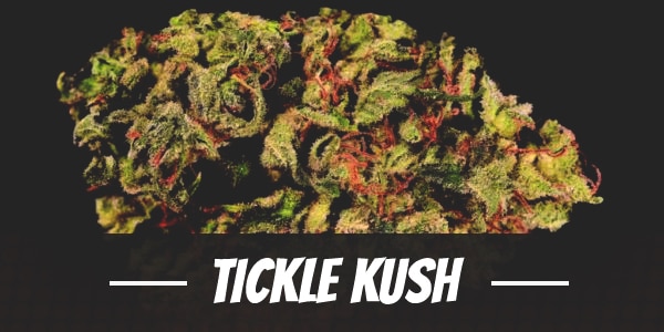 Tickle Kush Strain