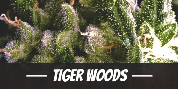 Tiger Woods Strain