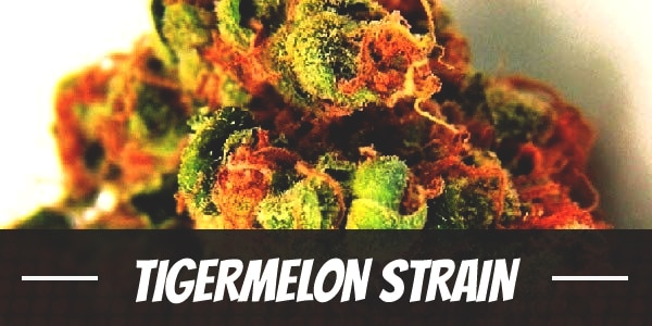 Tigermelon Strain