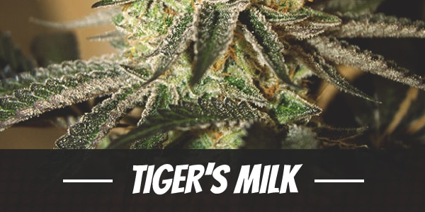 Tiger’s Milk