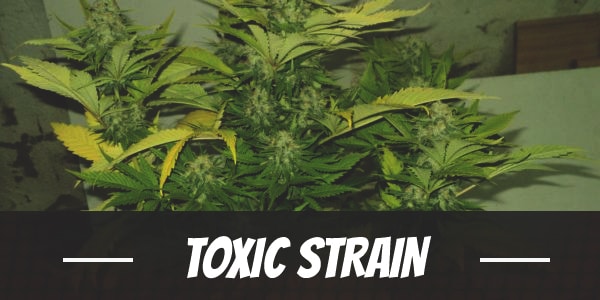 Toxic Strain