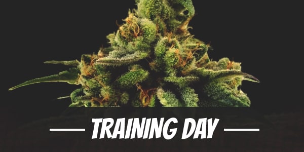 Training Day