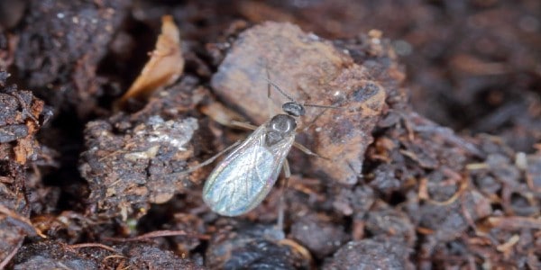 Treatment - fungus gnats on soil