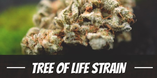 Tree Of Life Strain