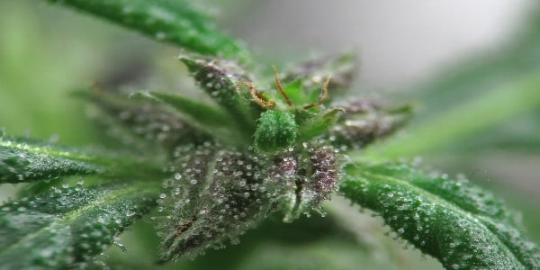 Trichomes on a cannabis plant