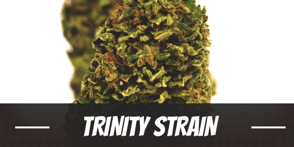 Trinity Strain